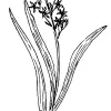 Zygadenus fremontii (Chaparral Zygadene)