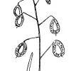 Lace Pod