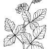 Poison Oak