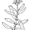 Black Sage