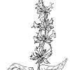 Hummingbird Sage
