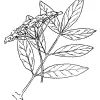 Elderberry (Sambucus mexicana)