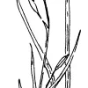 Blue-eyed Grass