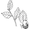 Goldencup Oak