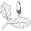 Blue Oak