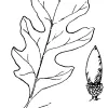 Valley Oak