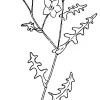 Fiesta Flower