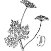 Lomatium