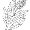 Toyon