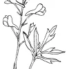Larkspur