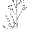 California Toothwort, Milkmaids