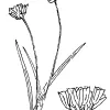 Brodiaea, Blue Dicks