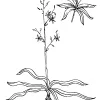 Soap Plant