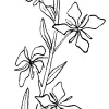 Elegant Clarkia