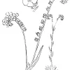 Cryptahntha