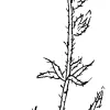 Fireweed Fiddleneck