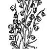 California Sagebrush, Old Man Sage