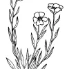 Fringed redmaids