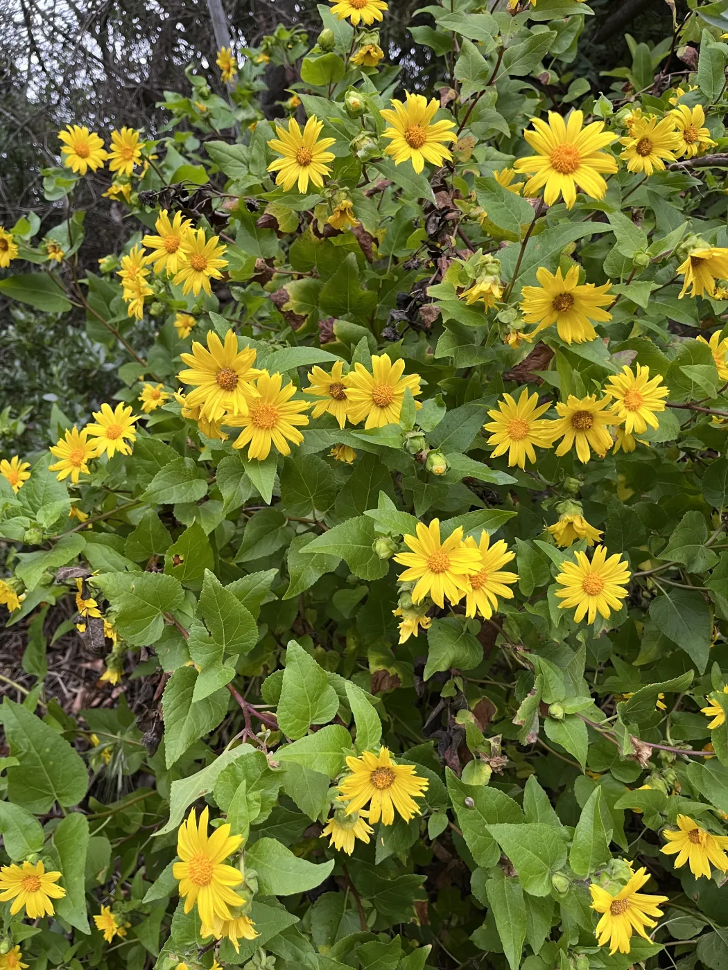 canyon sunflower in very full, robust bloom
