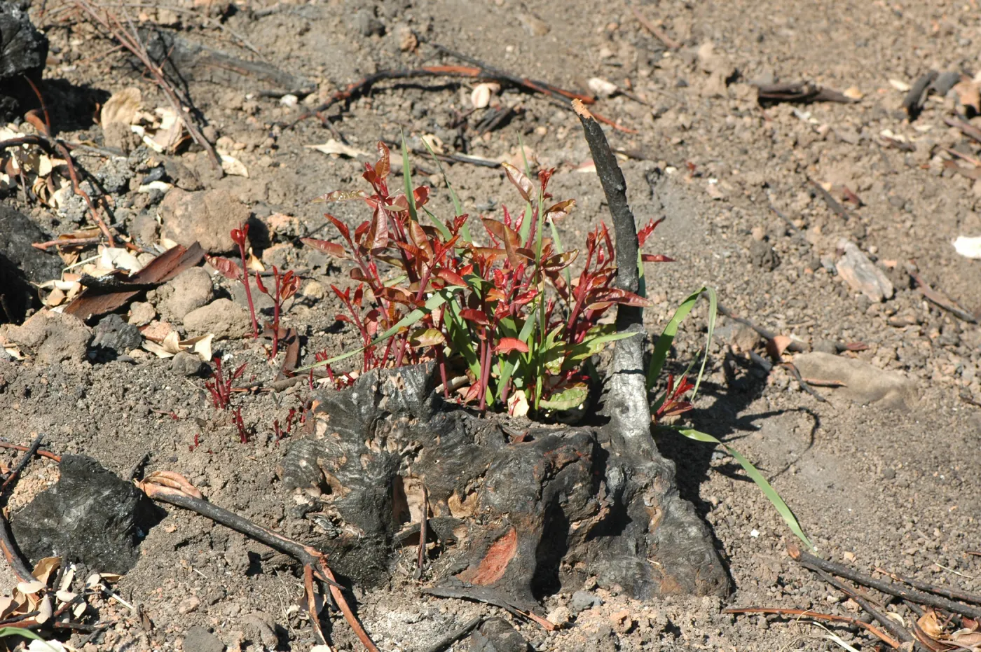 Tea Fire, vegetation regrowth.