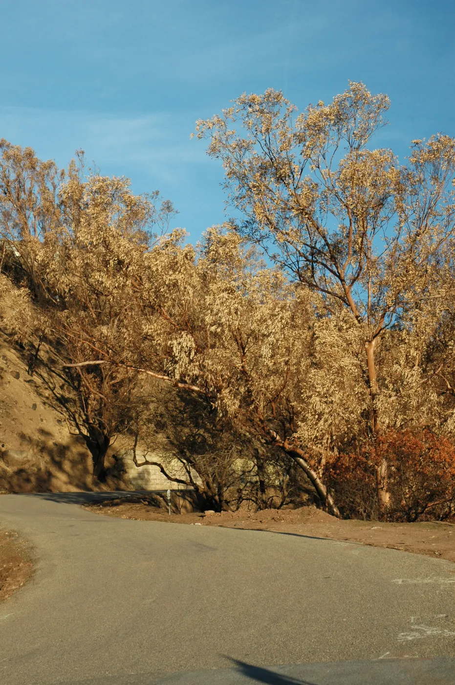 Tea fire, unburned Eucalyptus globulus