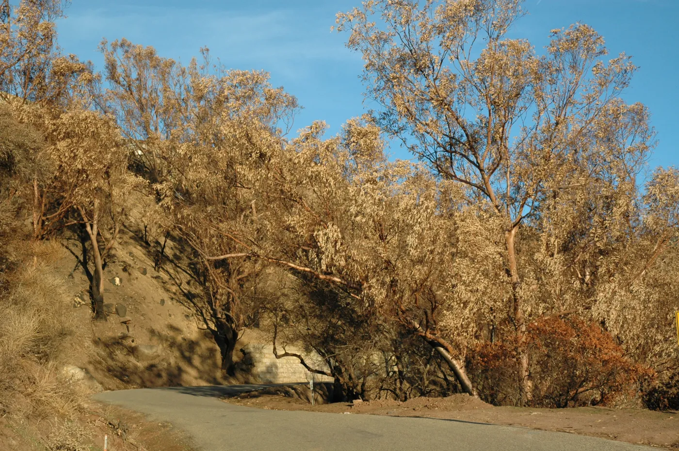 Tea fire, unburned Eucalyptus globulus