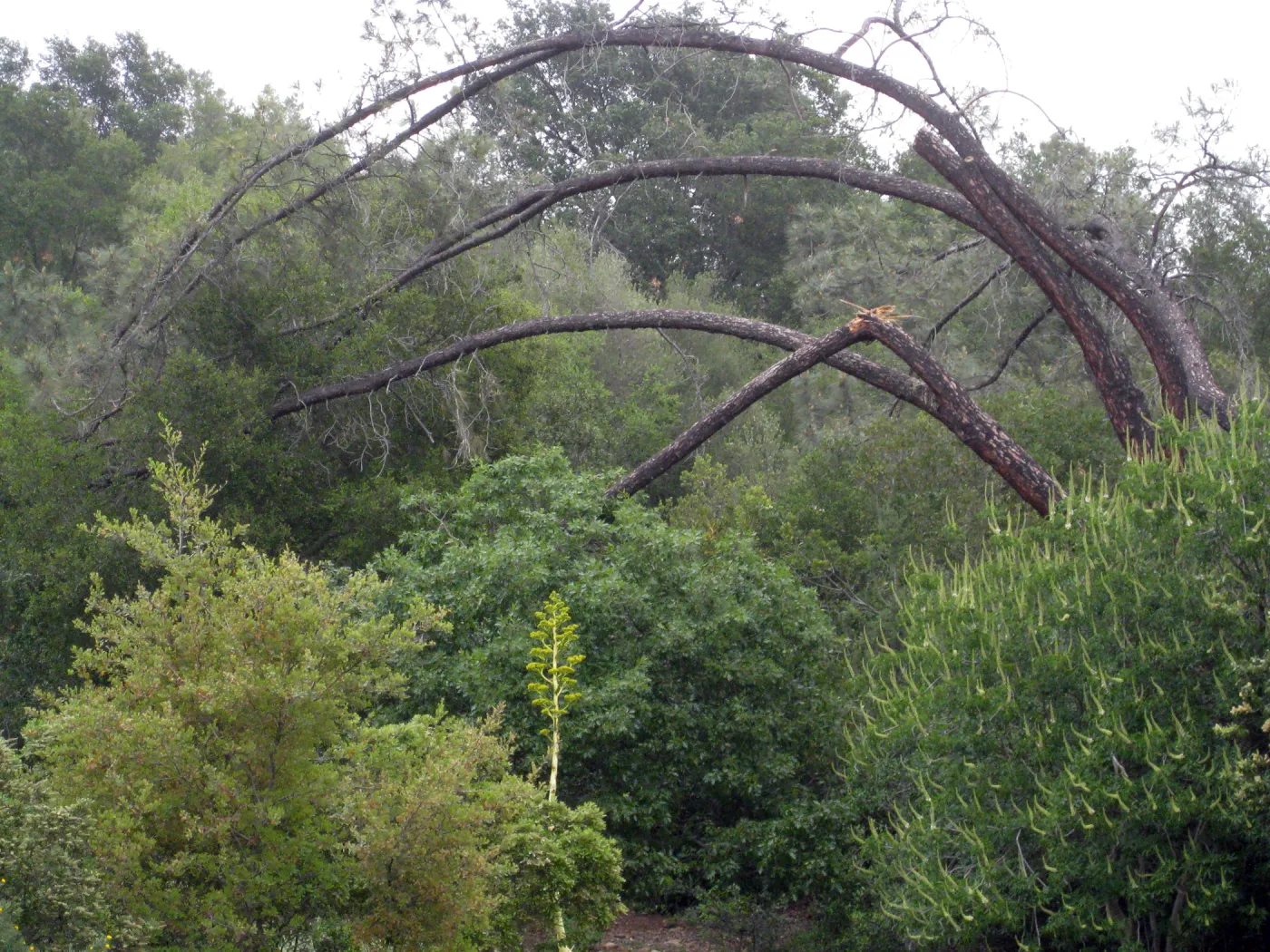Leaning grey pine with broken branch, east side of meadow