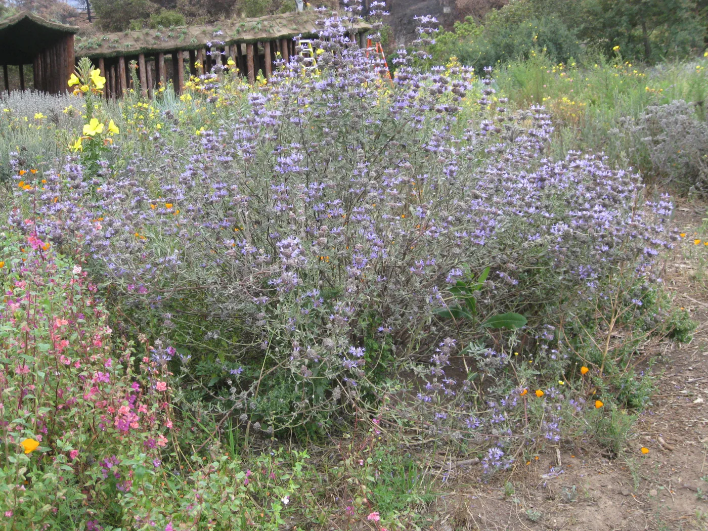 Cleveland sage (Salvia clevelandii) with Herb Parker structure in background