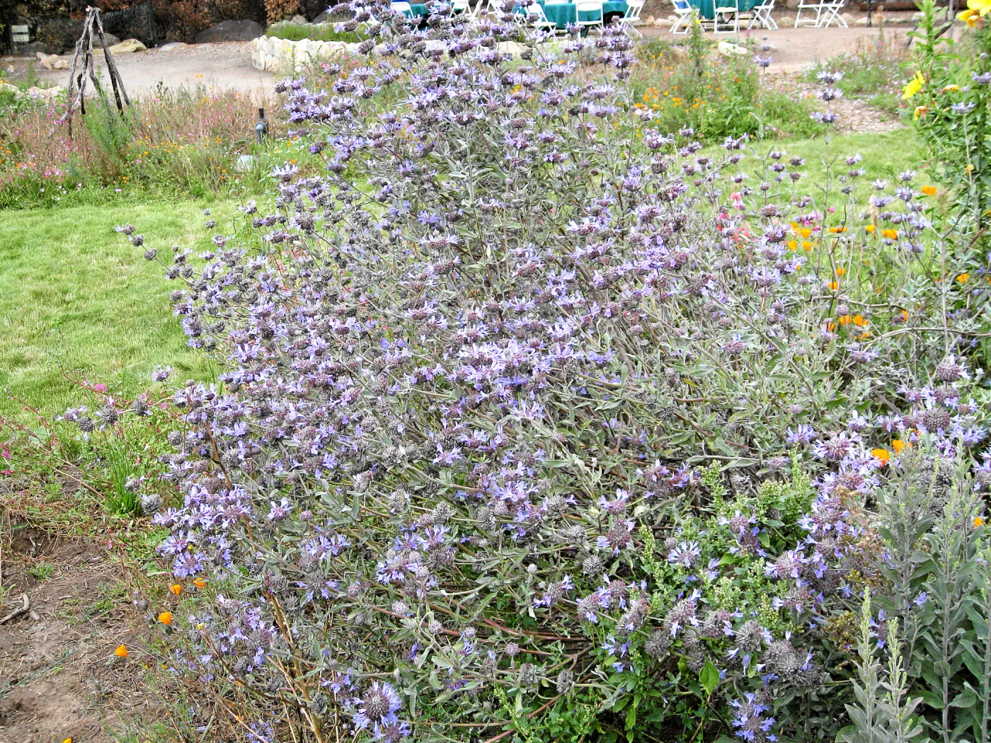 Salvia clevelandii adjacent to SBBG lawn