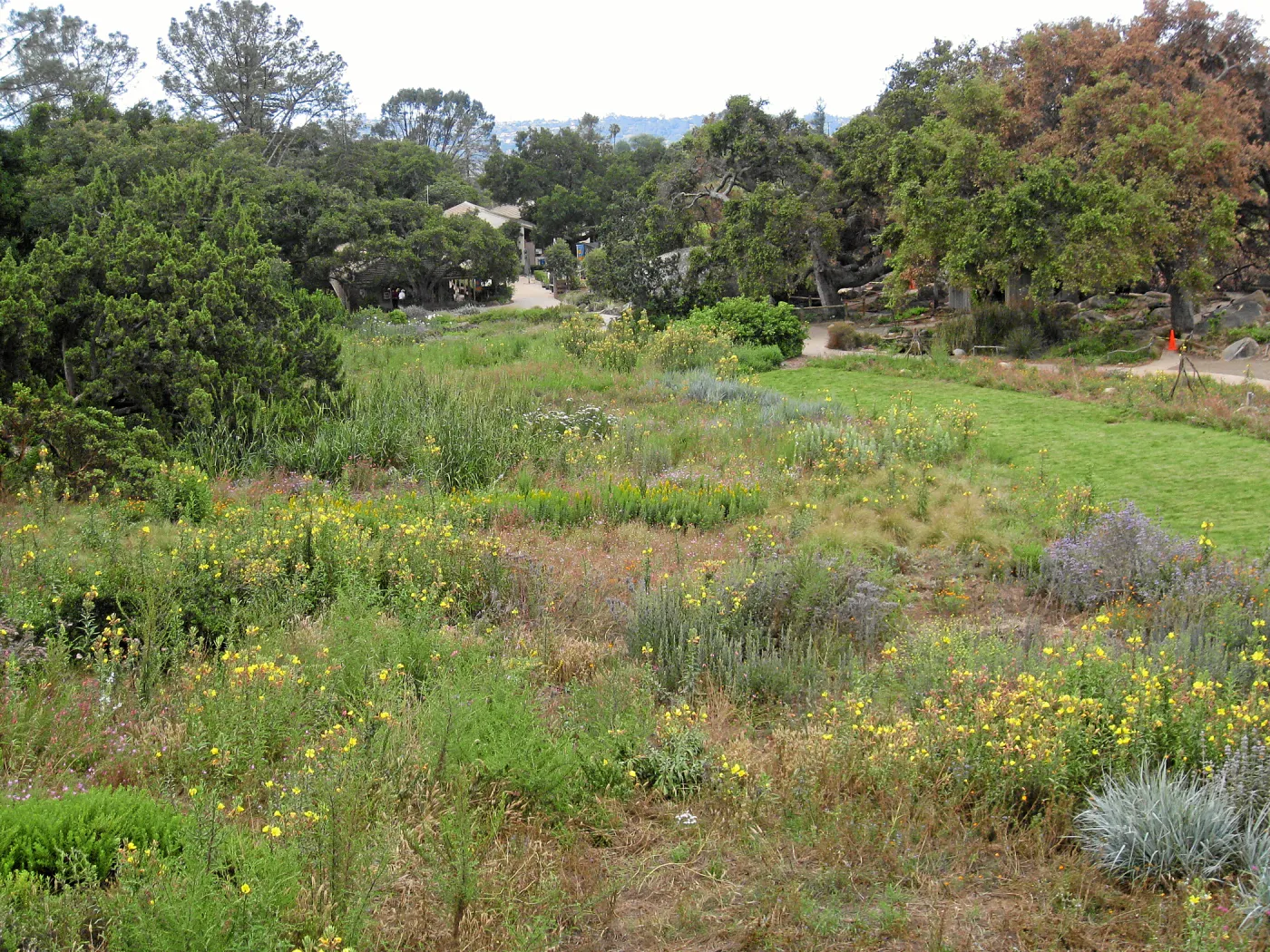 SBBG Meadow as seen from roof of Herb Parker structure