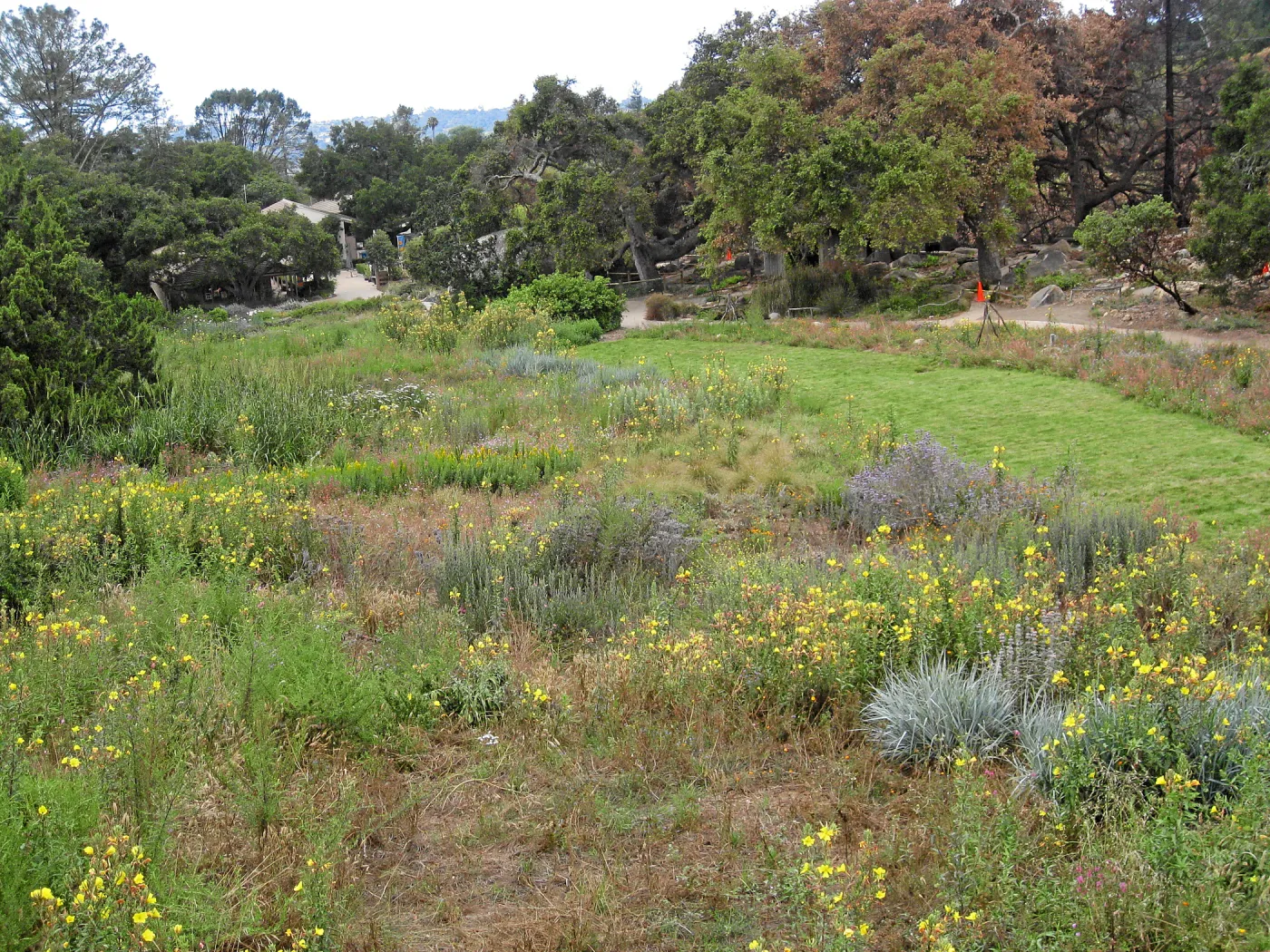 SBBG Meadow as seen from roof of Herb Parker structure