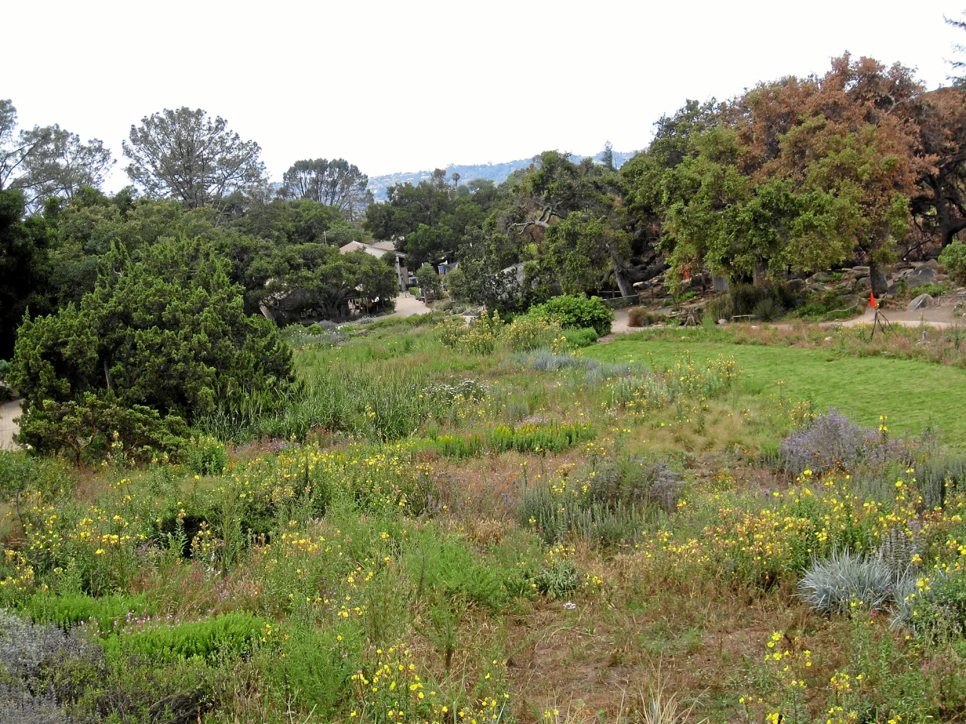 SBBG Meadow as seen from roof of Herb Parker structure