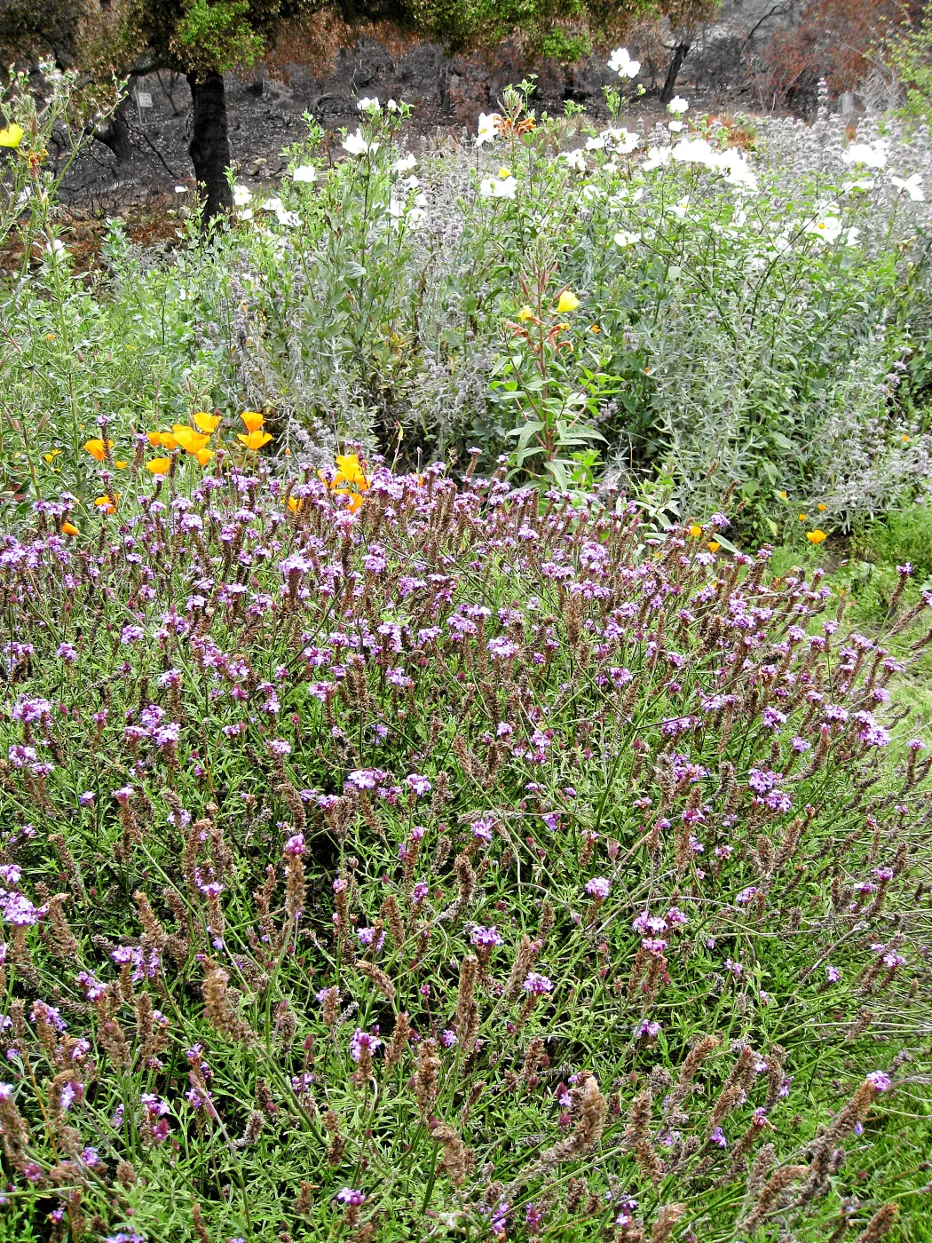 Verbena ‘De la Mina’