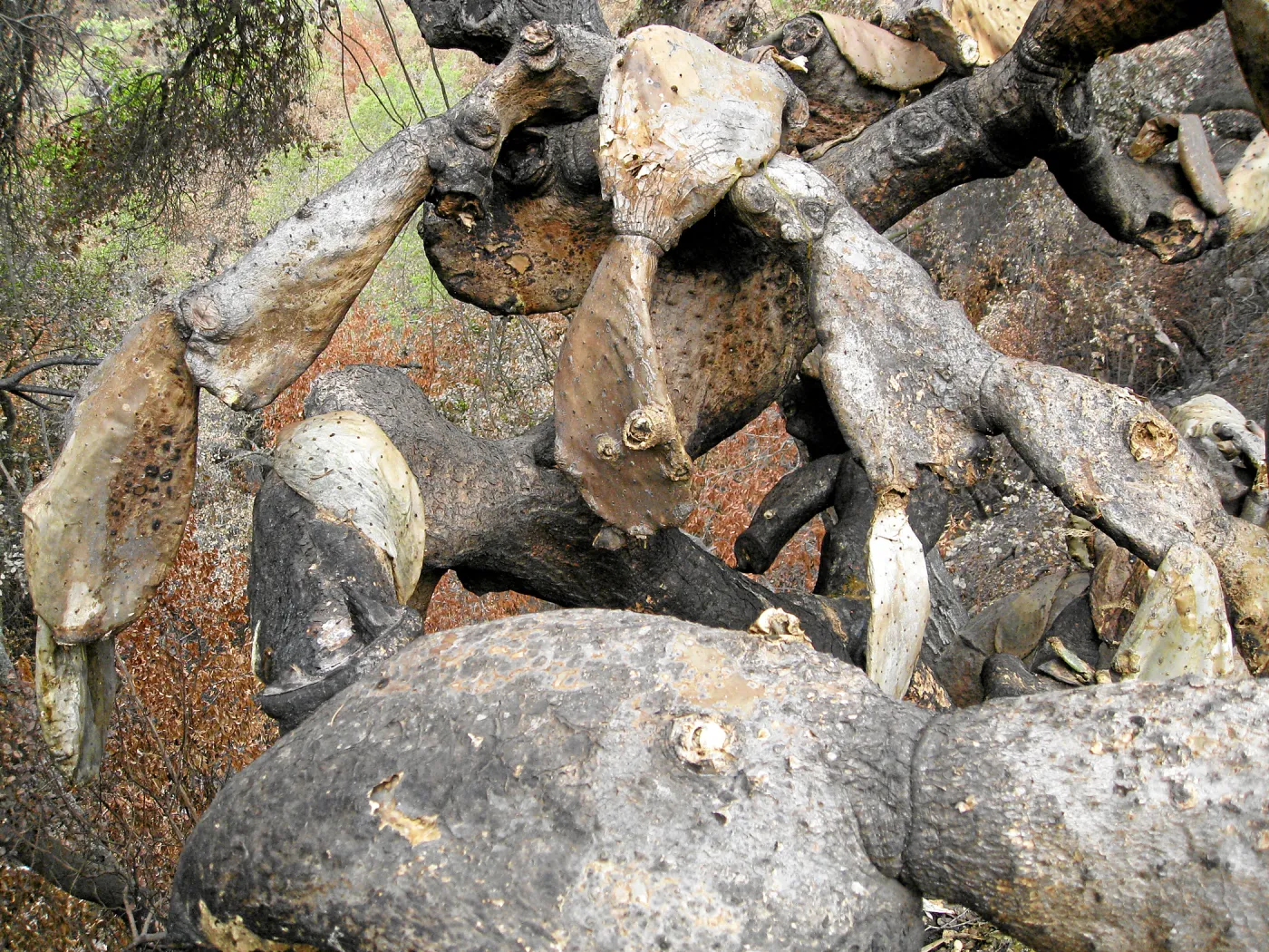 Burned Opuntia hedge in desert section