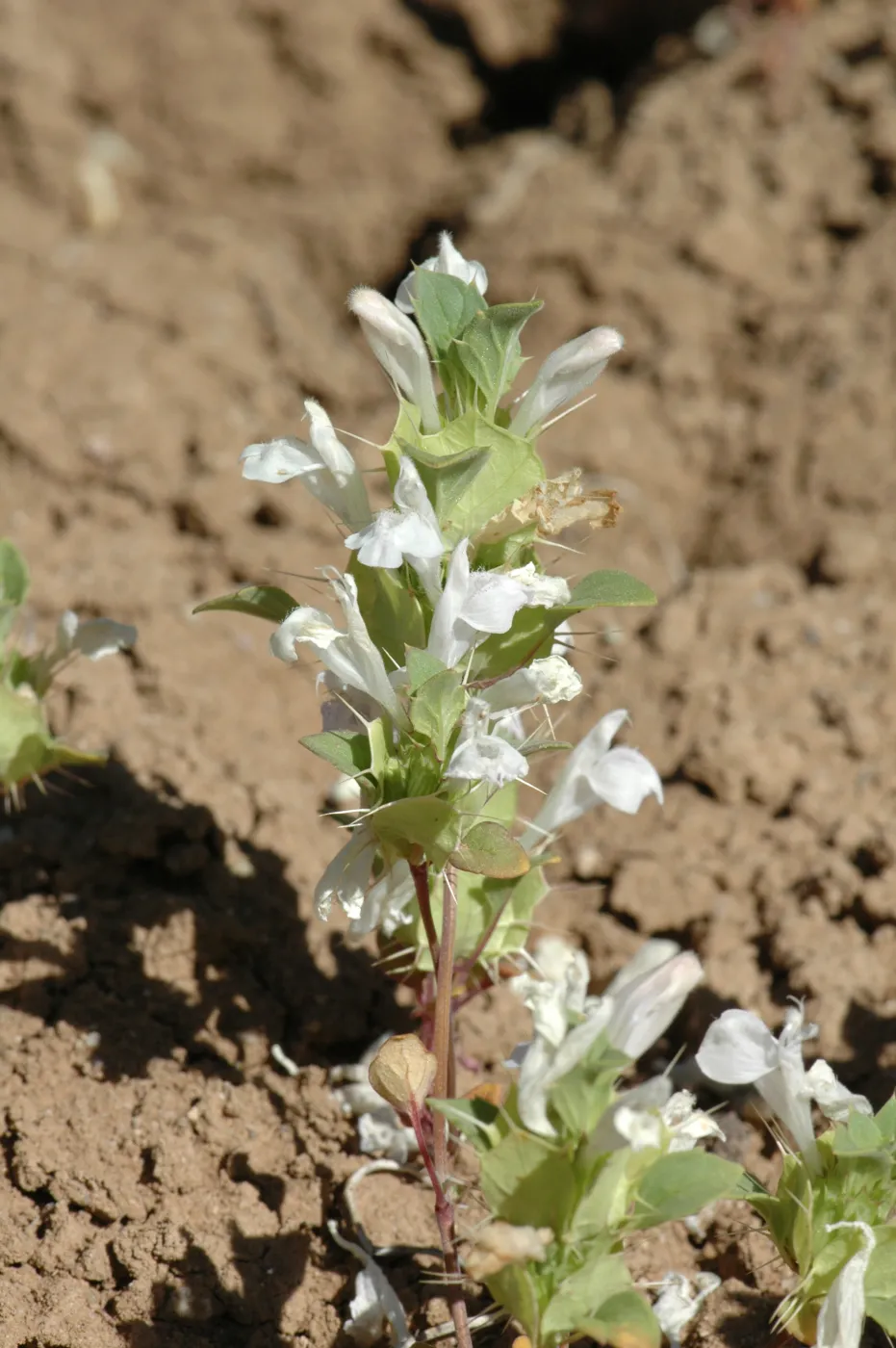 Acanthomintha obovata ssp. cordata