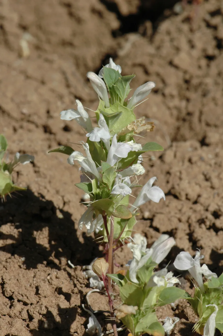 Acanthomintha obovata ssp. cordata