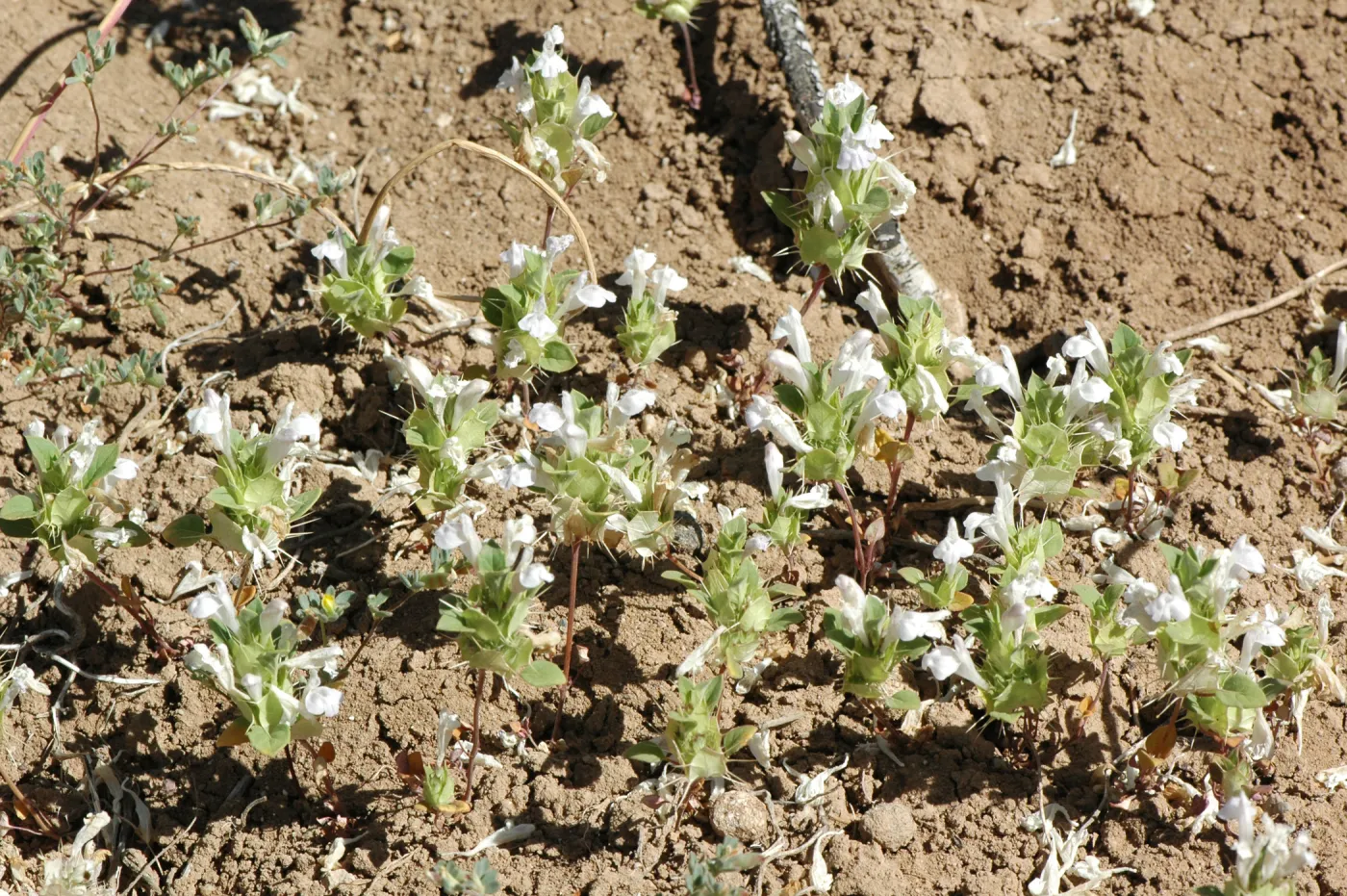 Acanthomintha obovata ssp. cordata