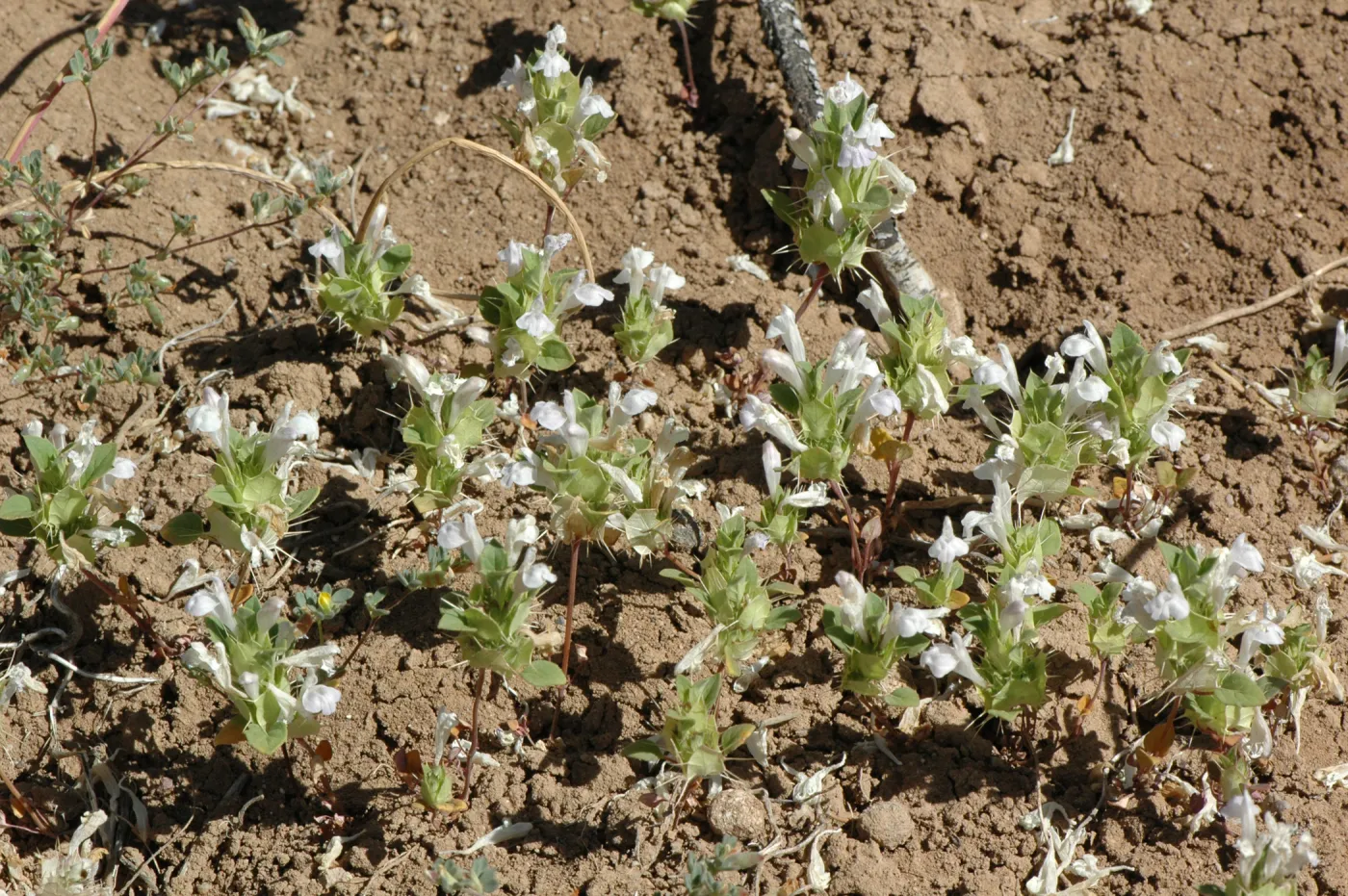 Acanthomintha obovata ssp. cordata