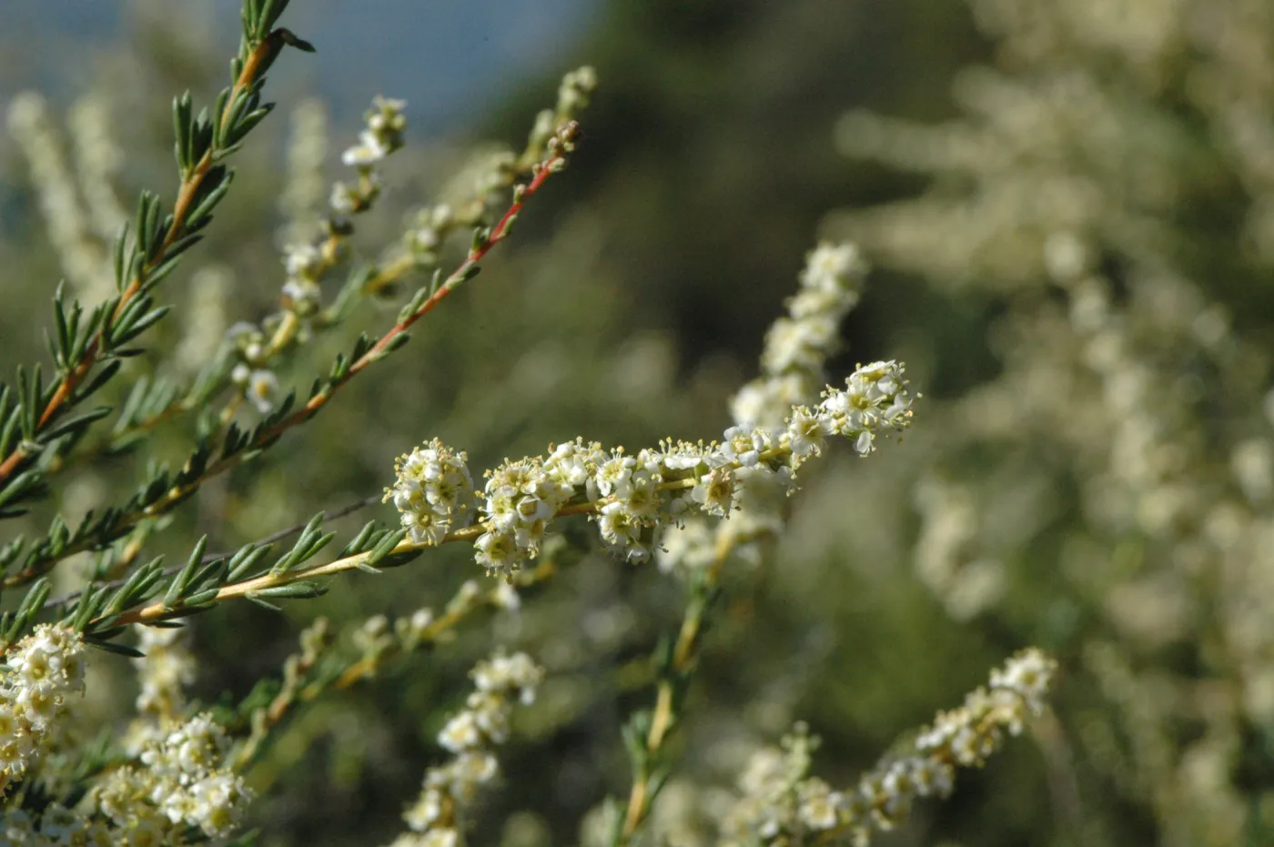 Adenostoma fasciculatum
