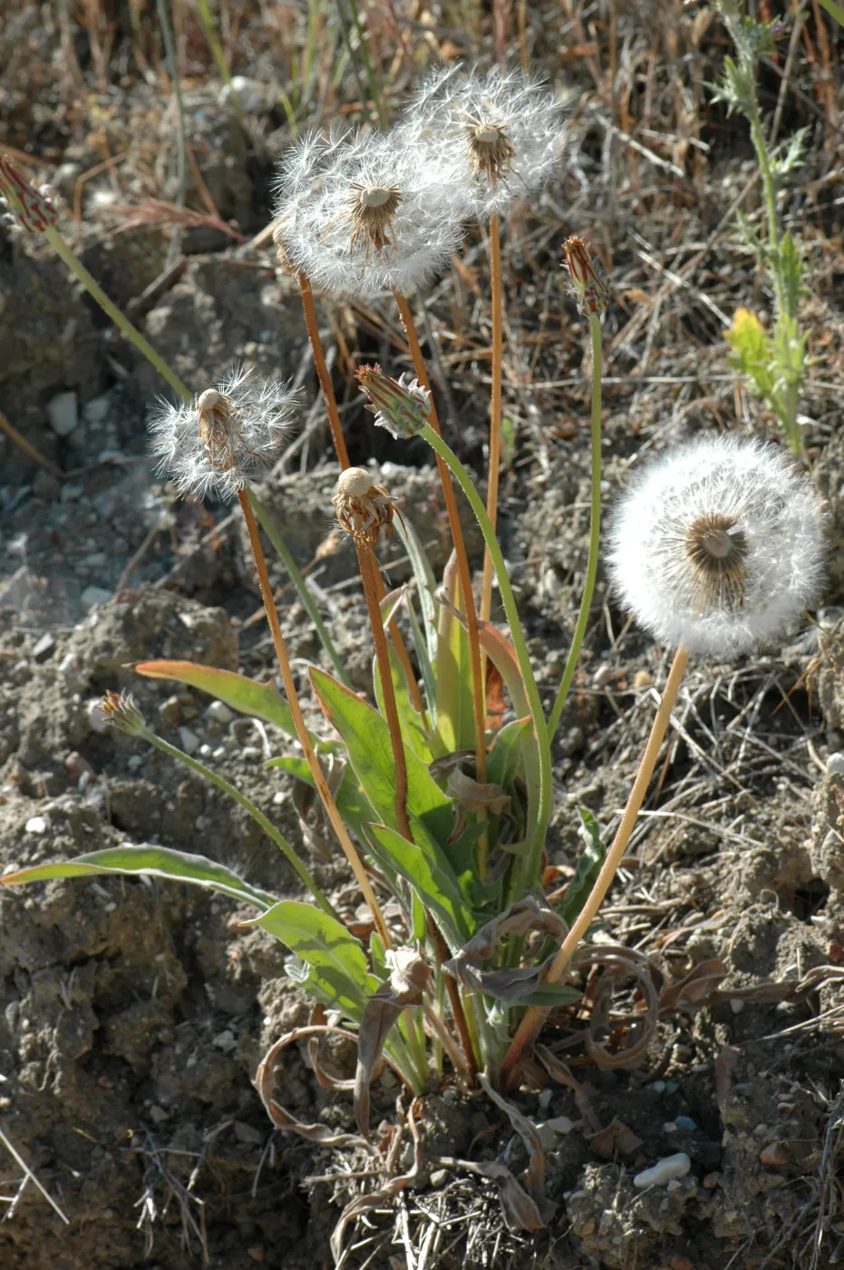 Agoseris grandiflora