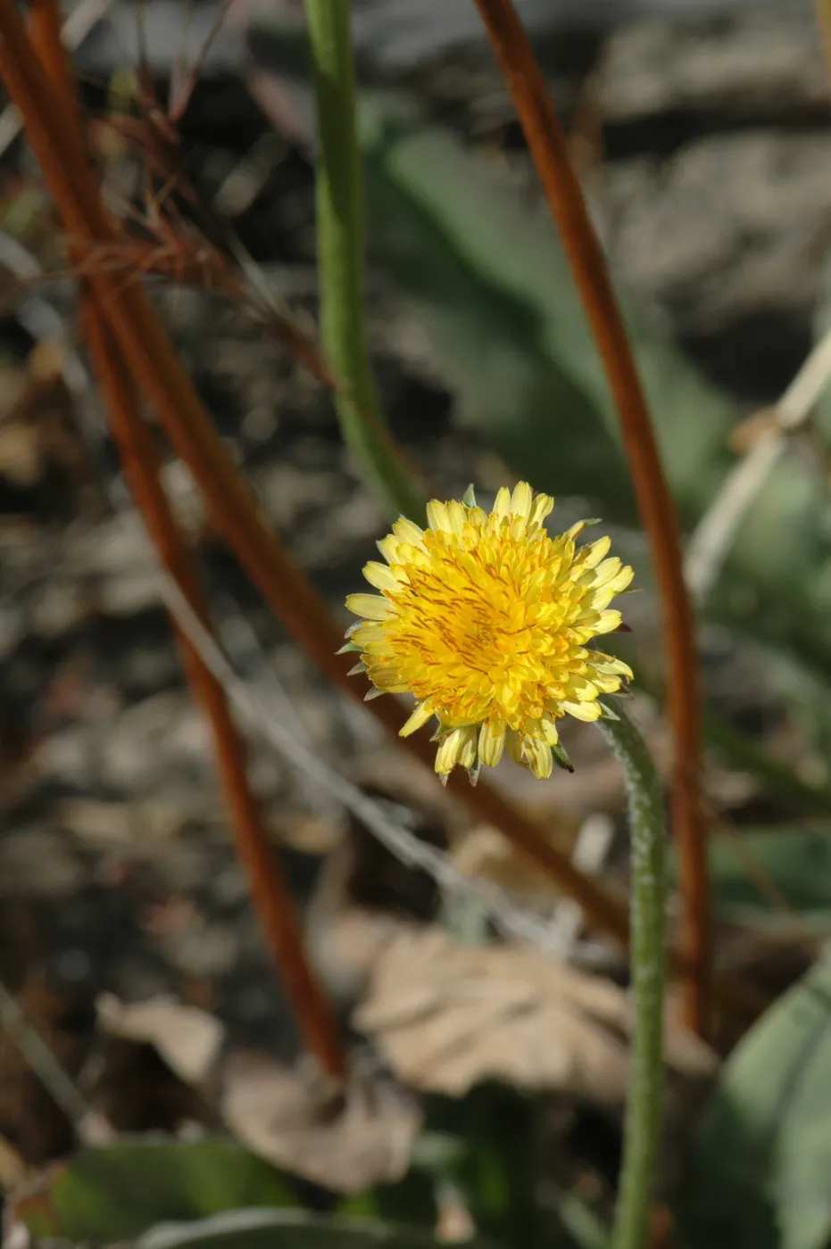 Agoseris grandiflora