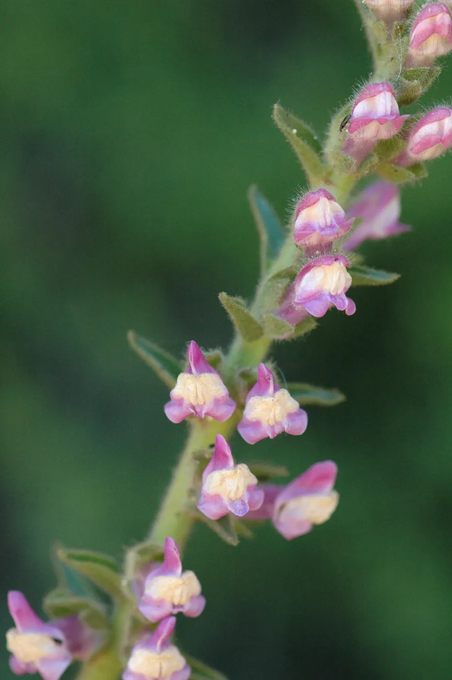 Antirrhinum multiflorum