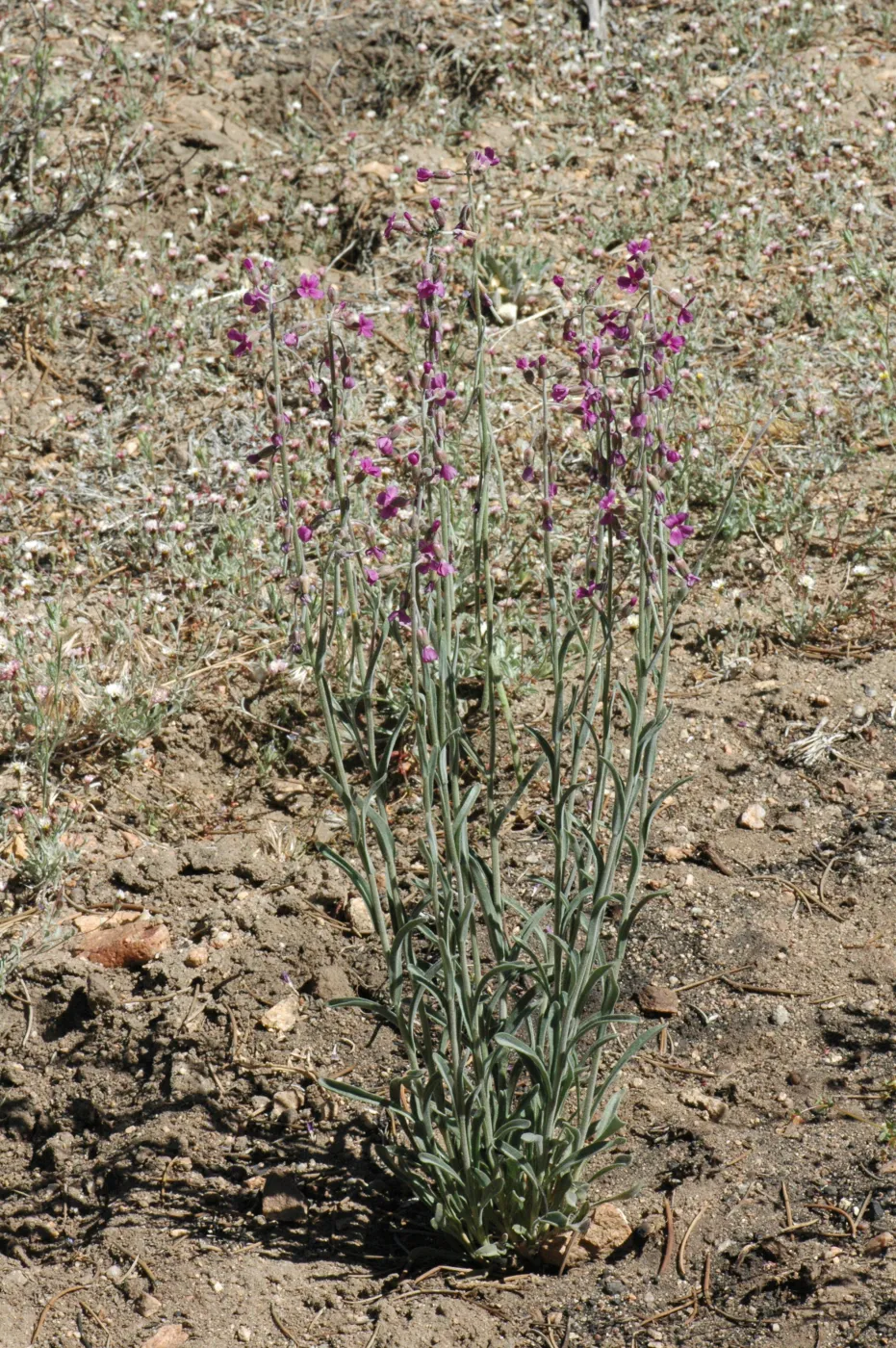 Arabis pulchra