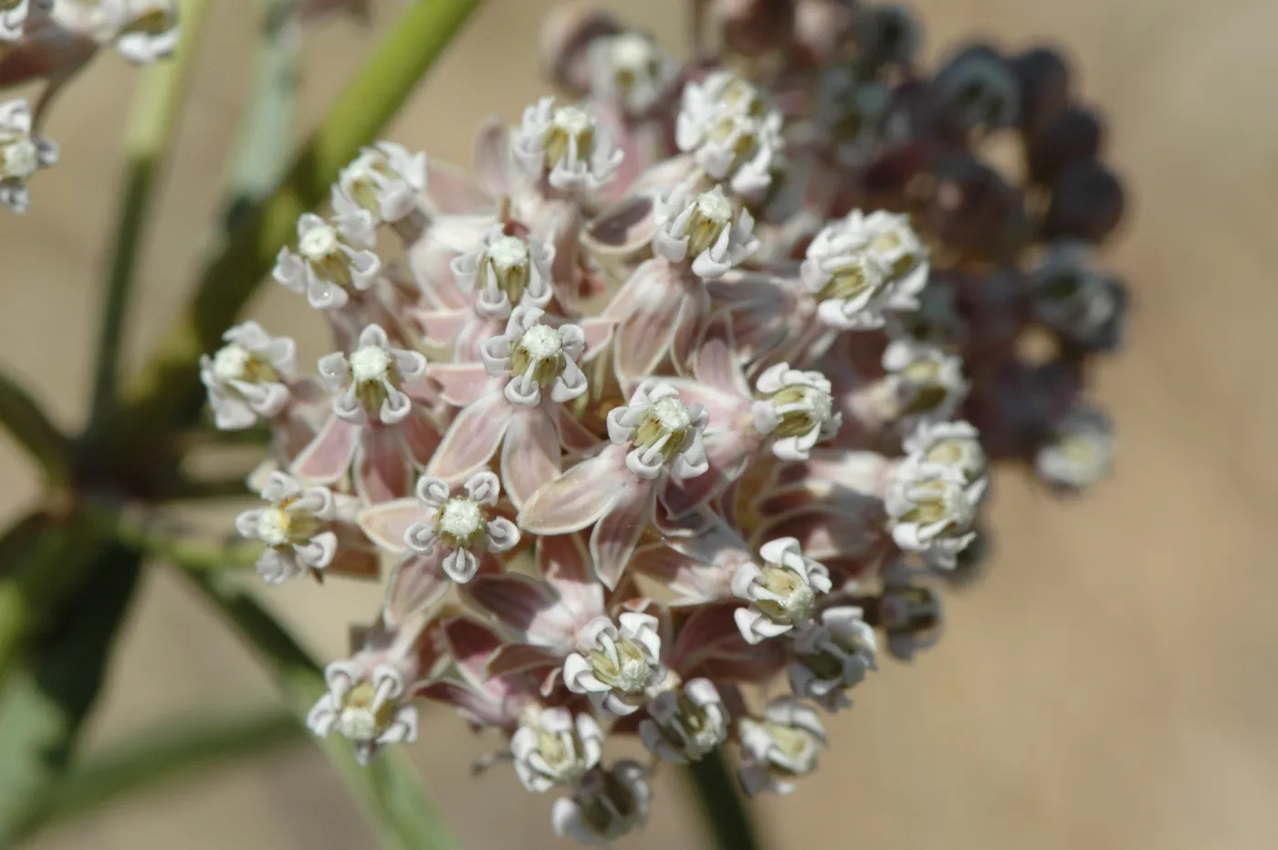 Asclepias fascicularis