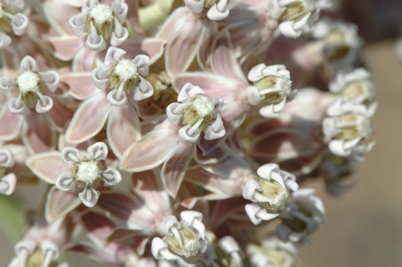 Asclepias fascicularis