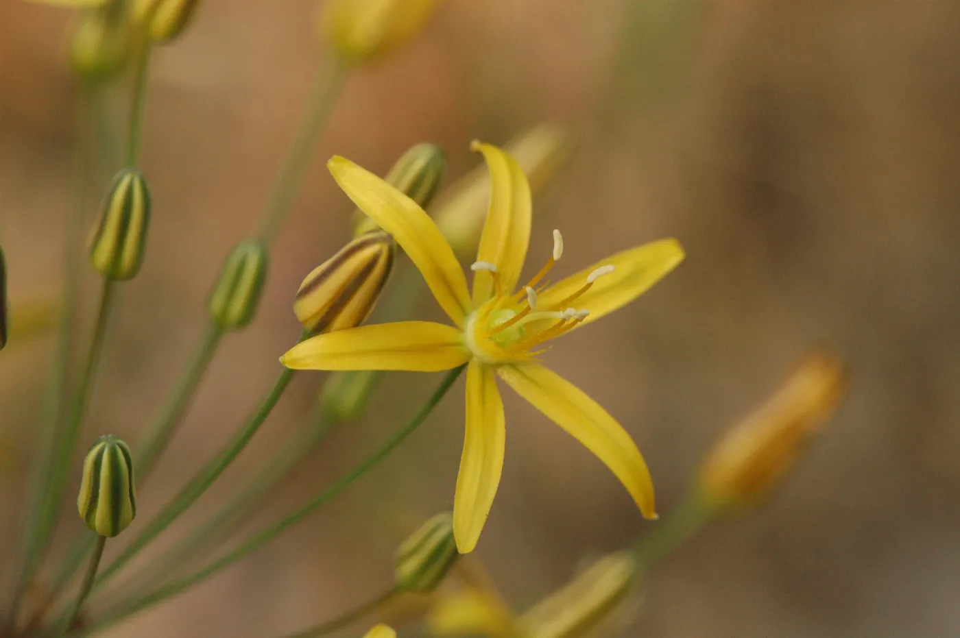 Bloomeria crocea