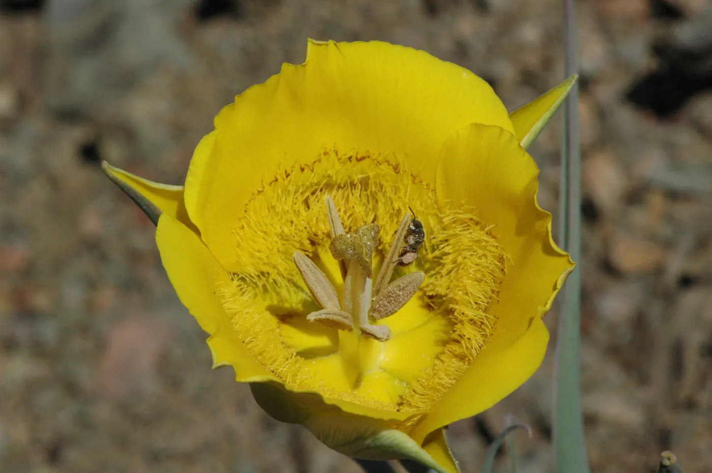 Calochortus clavatus subsp. pallidus