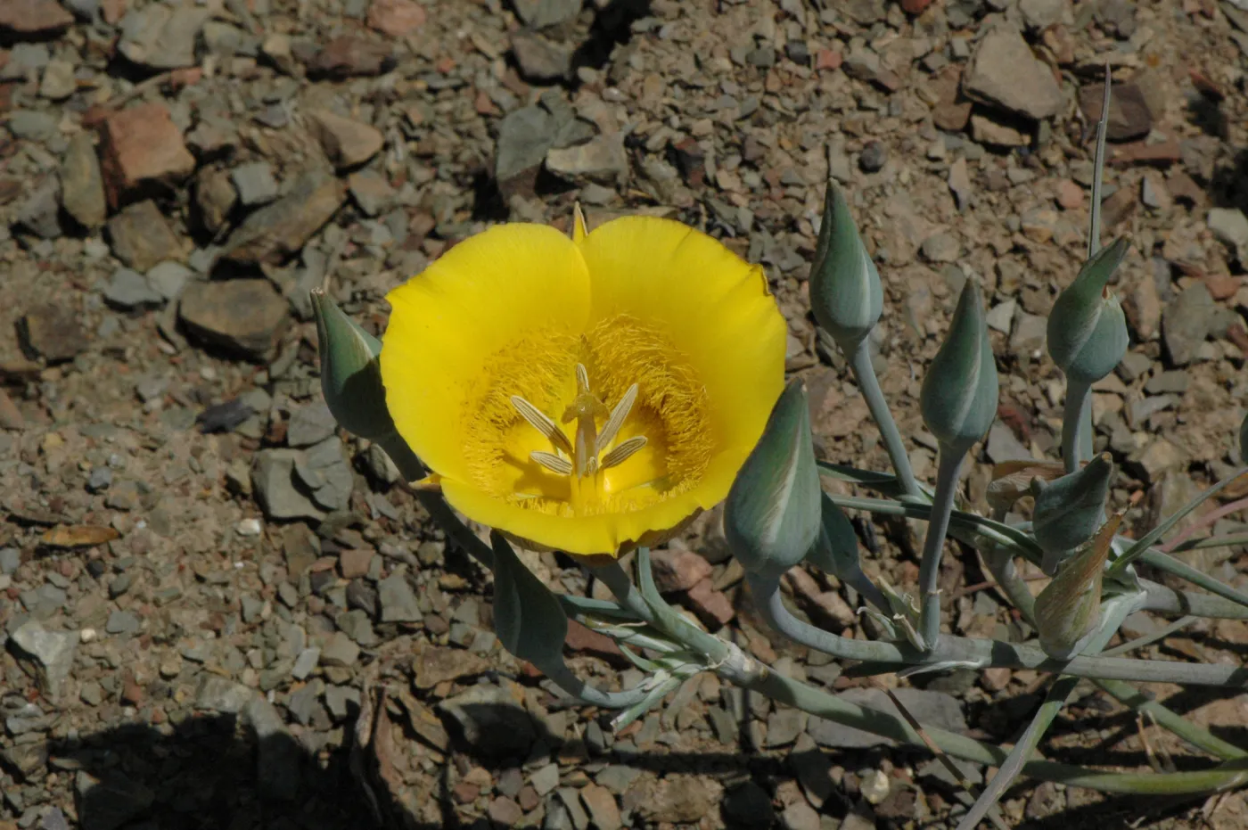 Calochortus clavatus subsp. pallidus