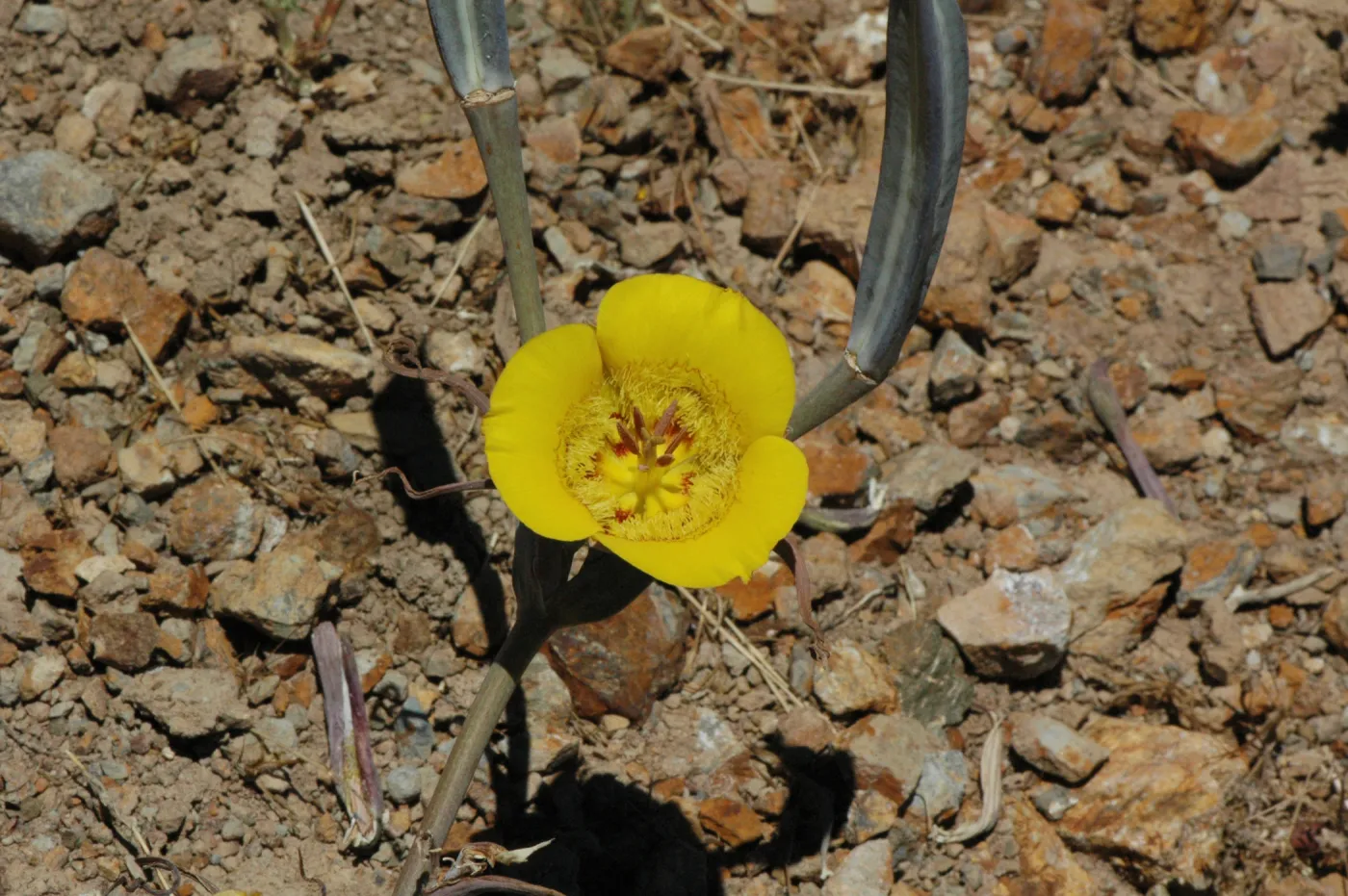Calochortus clavatus subsp. pallidus
