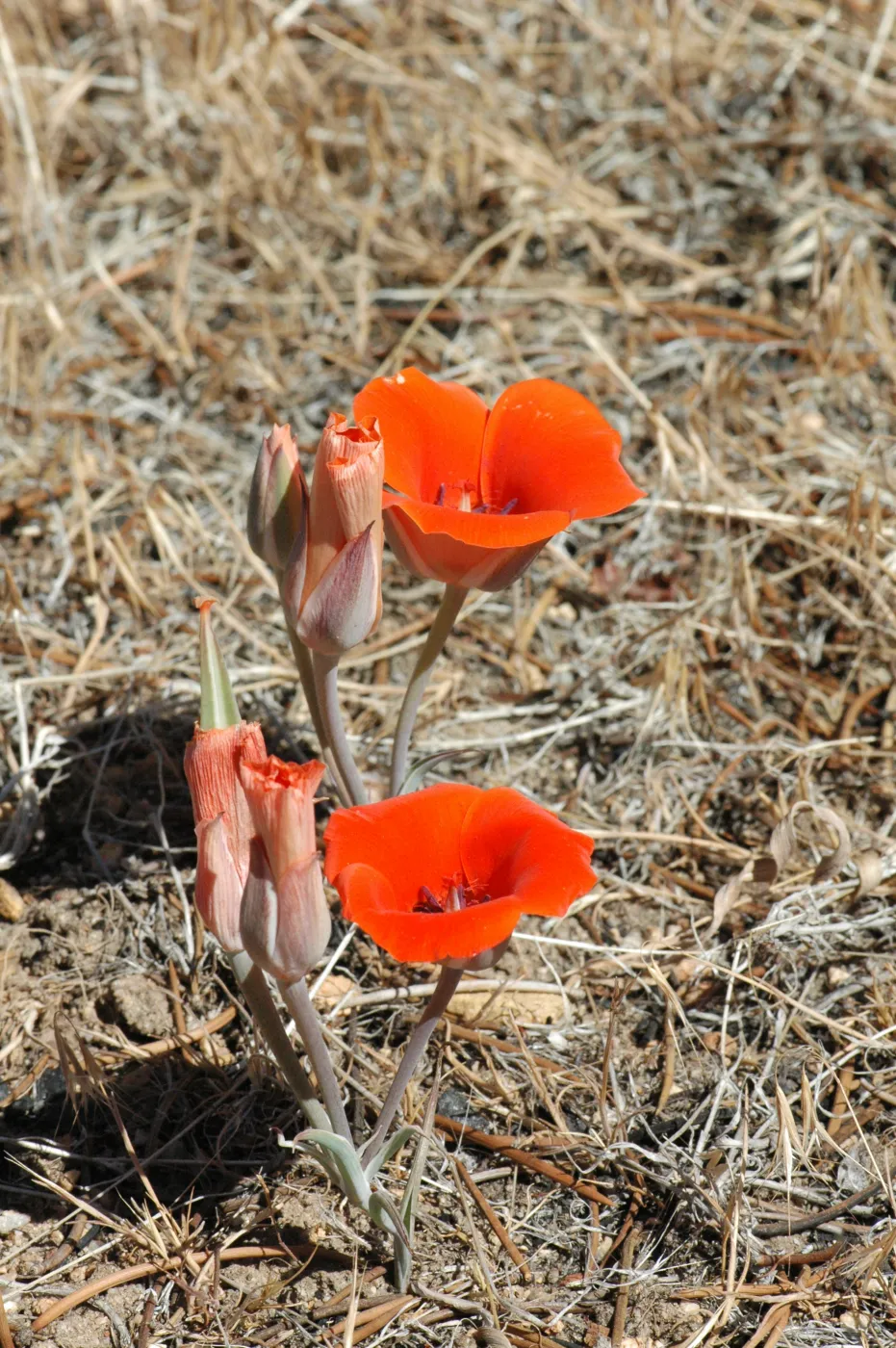 Calochortus kennedyi